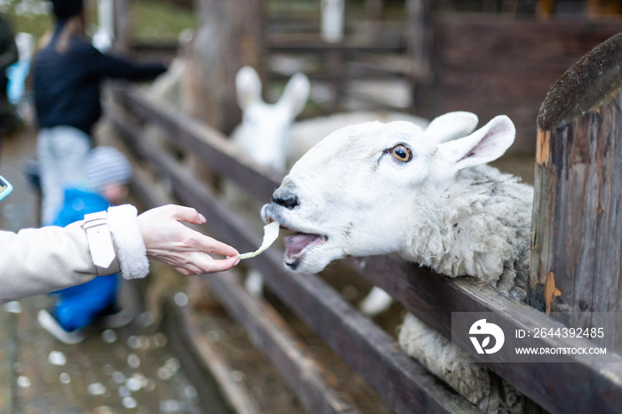 Young girl feeding sheep and a goat in the a farm.