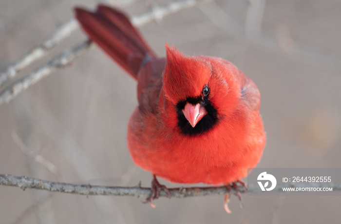 Northern Cardinal perched on branch