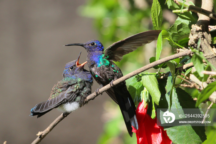 bird hummingbird feeding its chick