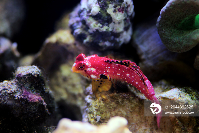 Male ruby red dragonet fish - Synchiropus sycorax