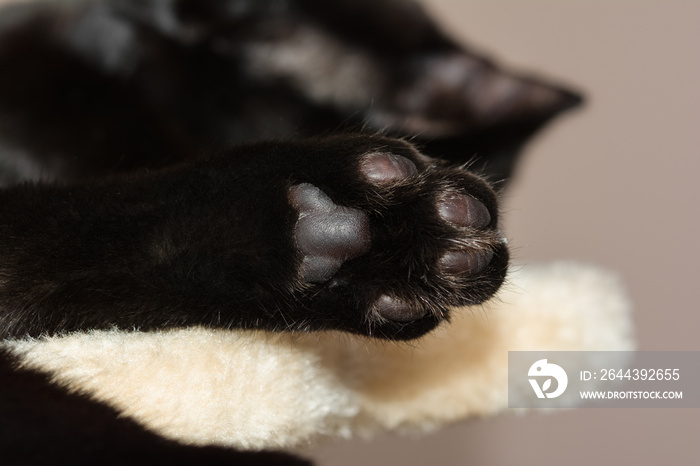 Closeup shot of an european black cat’s paw