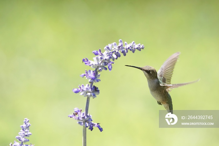 A close up of a female Ruby-Throated Hummingbird hovering and feeding on the lavender blossoms nectar.