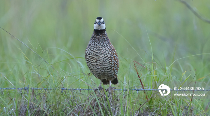 male northern bob white quail (Colinus virginianus) perched on barbed wire fence or fence post