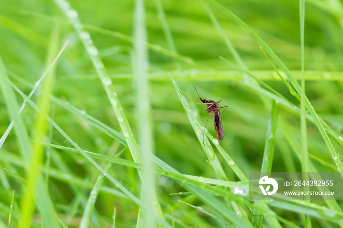 mosquito on green grass leaf close up