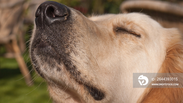 Head of a Golden Retriever with focus on the black nose. Head bent up and smelling with eyes closed