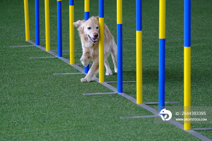 Dog agility in action. The dog is crossing the slalom sticks on synthetic grass track. The dog breed is the golden retriever.