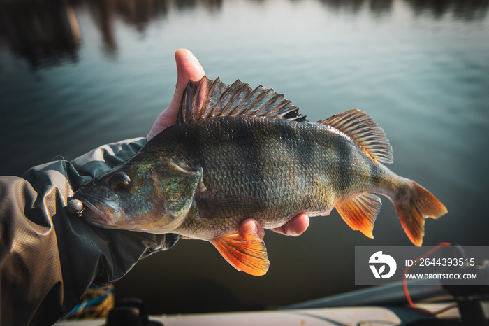 Fishing background. Trophy fish perch.