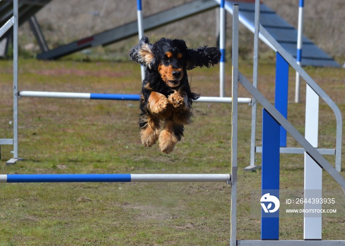 Saut d’obstacle : chien en agility