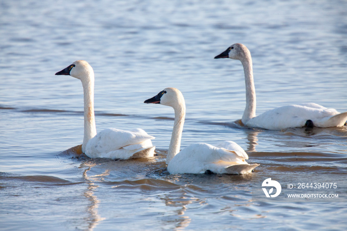 Tundra Swans Saskatchewan