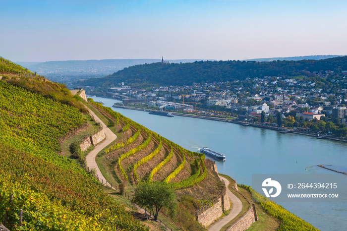 Terraced vineyards near Rüdesheim am Rhein/Germany