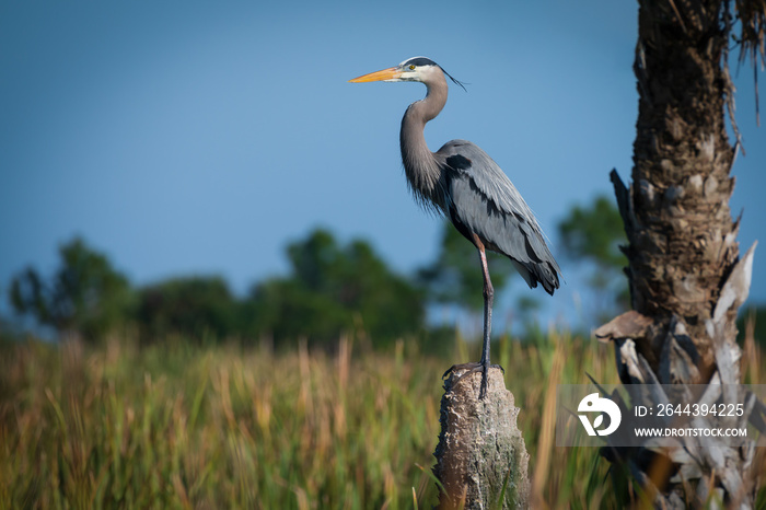 Great Blue Heron Standing Guard