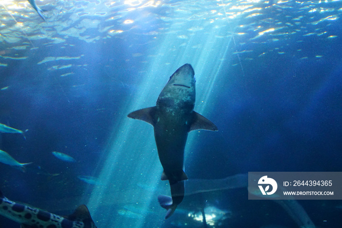 Leopard shark swimming in huge tank