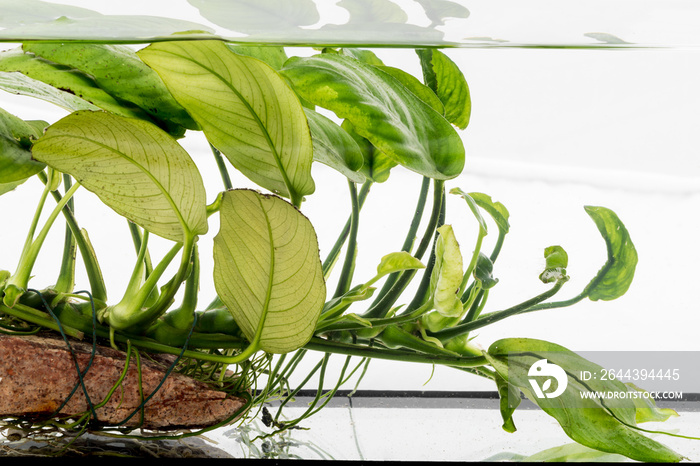 aquarium plant Anubias barteri