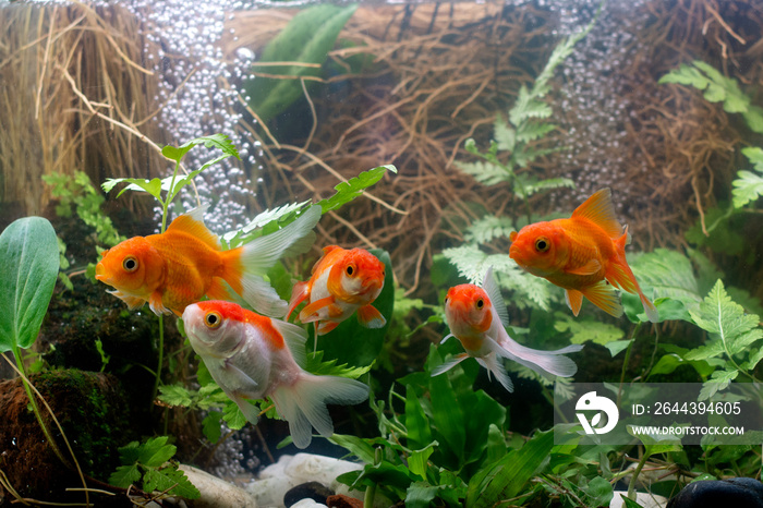 Goldfish carassius auratus natural background