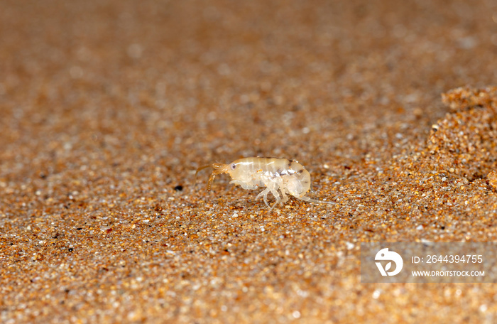 sea flea on the sea sand