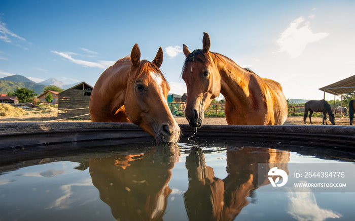 horse in the water