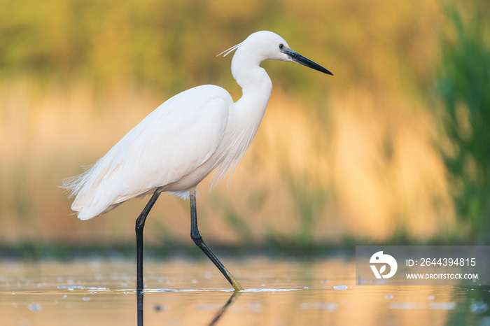 Little egret (Egretta garzetta)