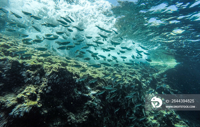 Underwater view of a school of fish swimming in the Mediterranean Sea.