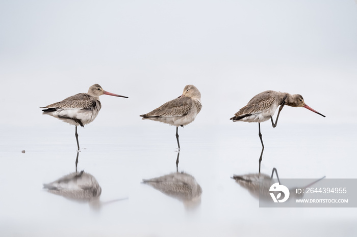 black tailed godwit stood on water