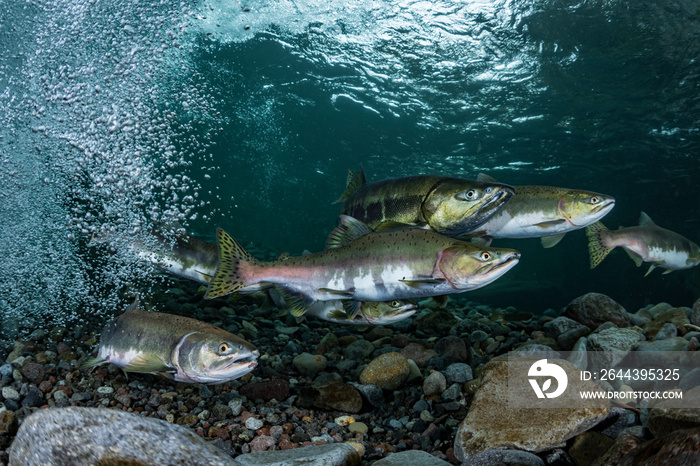 School of Karafuto Trout