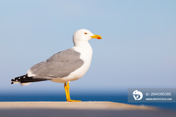 Gaviota patiamarilla​ (Larus michahellis) frente al Mar Mediterráneo