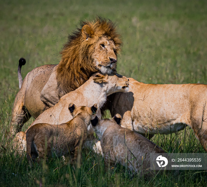 Male lion returns and his pride welcomes him back to the group