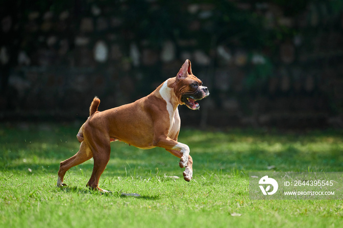 Boxer dog running and jumping on green grass summer lawn outdoor park walking with adult pet, funny cute short haired boxer dog breed. Boxer adult dog full height portrait, brown white coat color