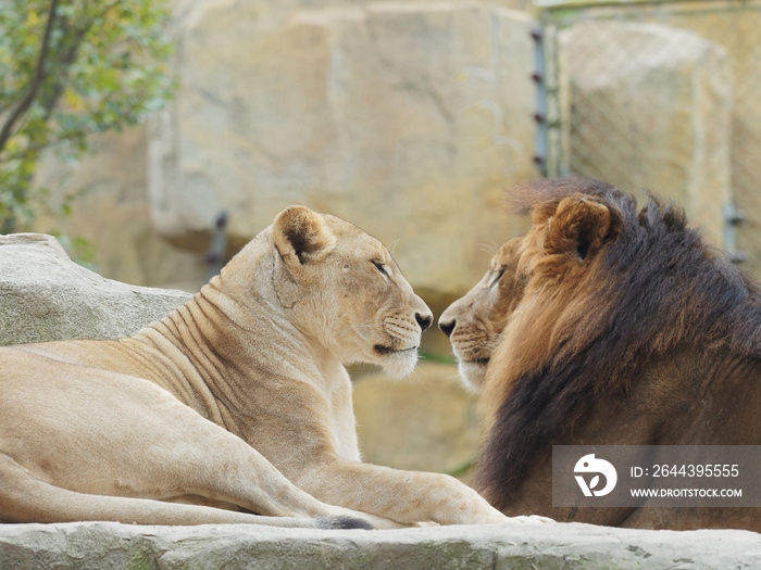 Portrait of lion and lioness, face to face, funny relationship, focused on the lioness, female one.