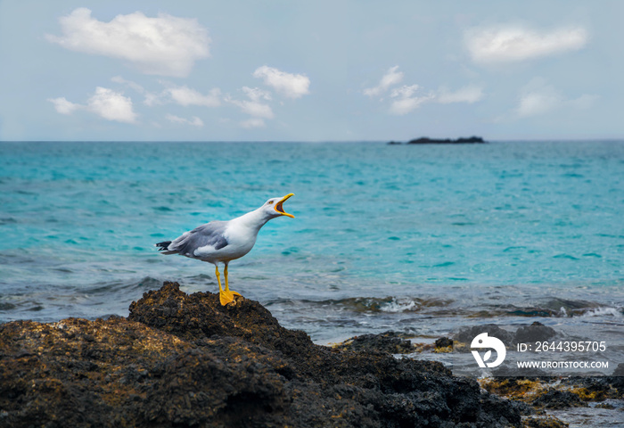 Angry Seagull on a rock by the Mediterranean sea. Aggressive bird.