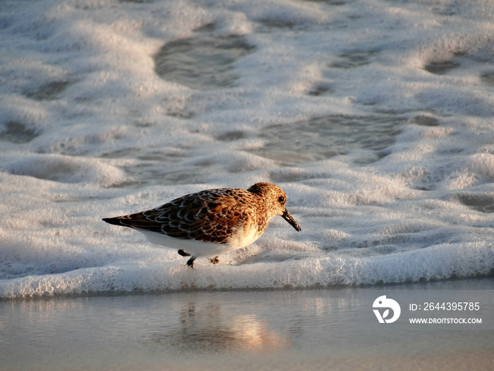 Sandpiper in surf