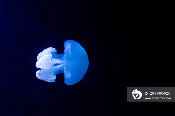 small jellyfish in close-up