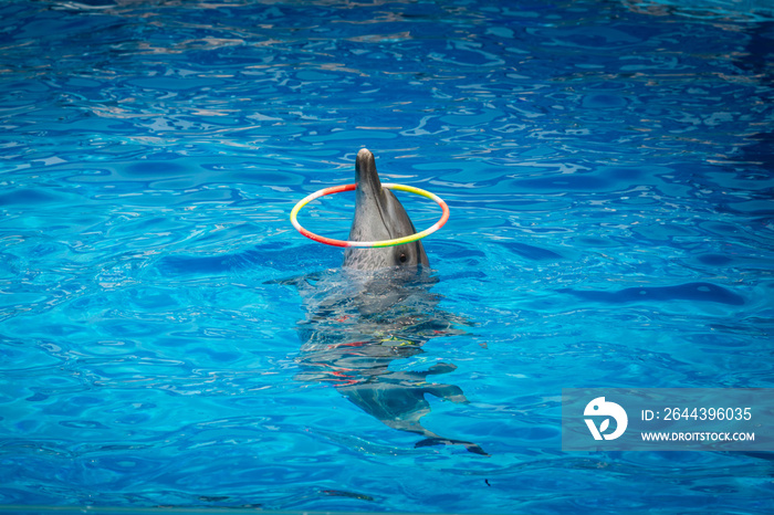 cute dolphin show in safari