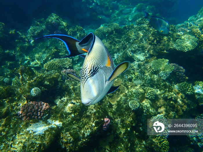 Sohal surgeonfish or sohal tang or arabian surgeonfish (Acanthurus sohal) undersea, Red Sea, Egypt, Sharm El Sheikh, Nabq Bay