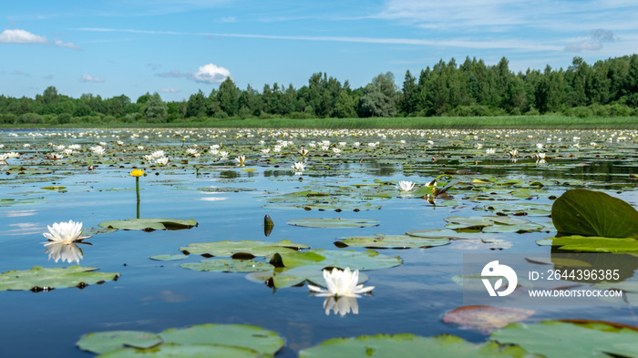 aquatic vegetation at the river bank on a sunny summer day, the lotus background photo is very beautiful in a water pot, Salaca river, Burtnieki lake, Latvija