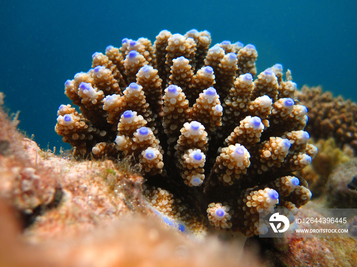 Young colony of Acropora Nasuta - Hard coral - Stony coral in Maldives