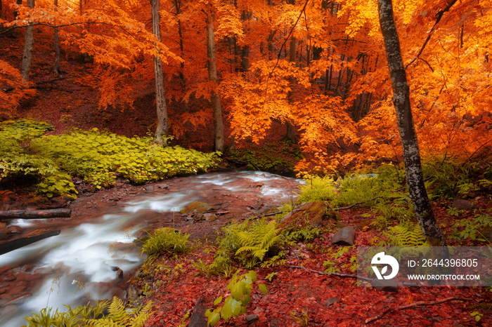 Autumn woods with yellow trees foliage and creek in mountain.