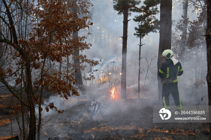 Smoke forest and fireman