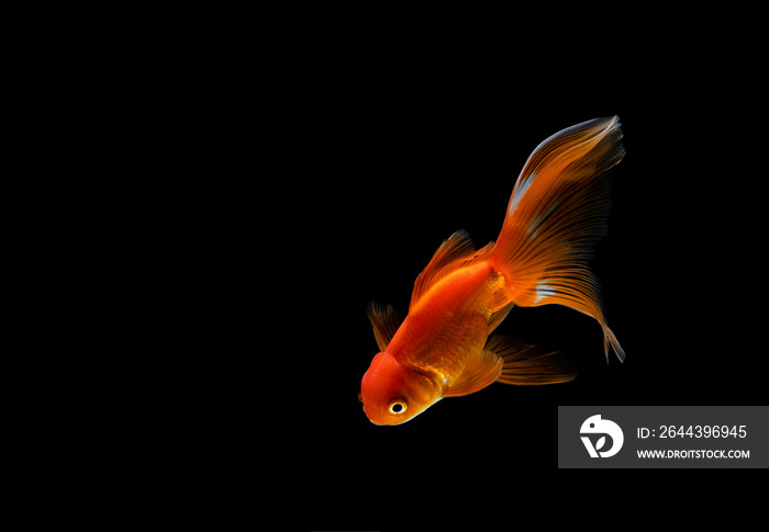 goldfish isolated on a dark black background