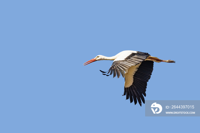 White stork (Ciconia ciconia) in fly