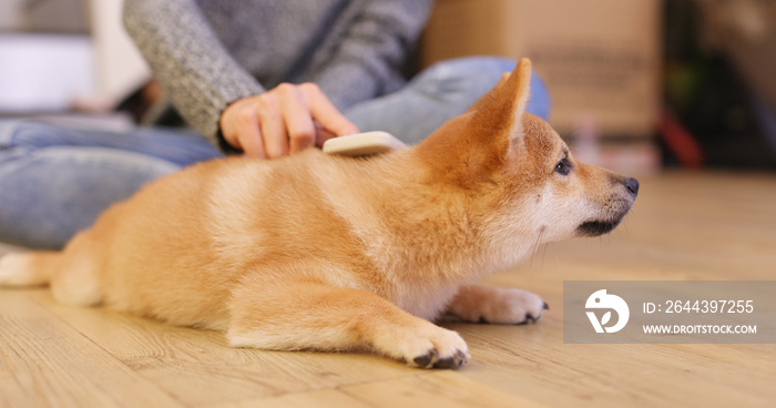 Little shiba puppy brush hair at home