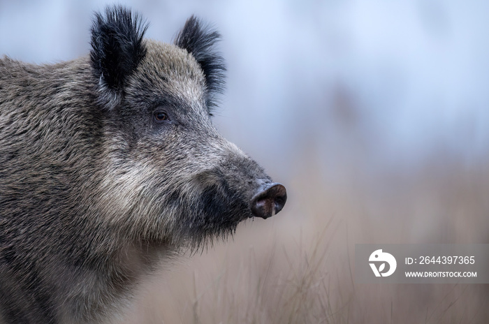 Wild boar close up ( Sus scrofa )