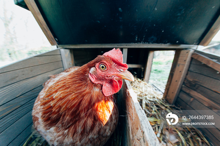 Close-up portrait of a hen in the chicken coop