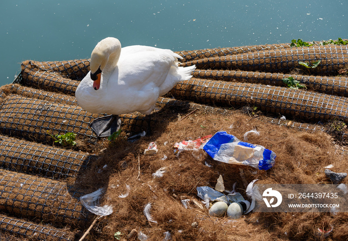 White Mute swan brooding two eggs in a nest soiled by plastic waste dumped by people in the water.