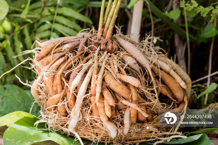 Shatavari (Asparagus racemosus Willd.) Tonic herb for women. Helps balance the female hormonal system , Vaginal tightening, slimming aids, skin, help slow down aging, reduce body odor and bad breath.