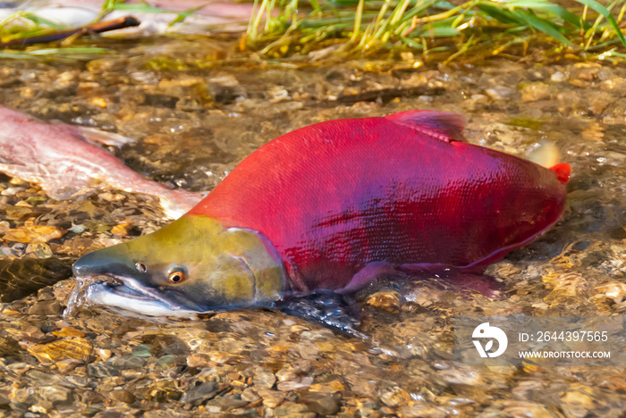 Colorful Spawning Salmon swimming in a shallow creek.