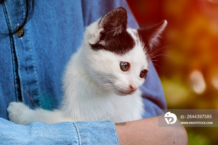 Not a purebred kitten lies in the hands of its owner.Young girl in a denim t-shirt holding her cat,outdoor.Warm sun flash on background.