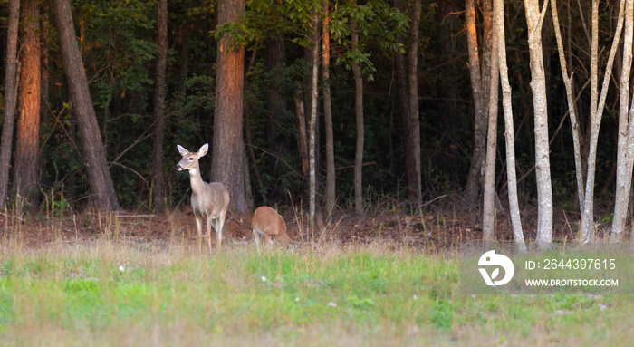 Yearling eating near a doe