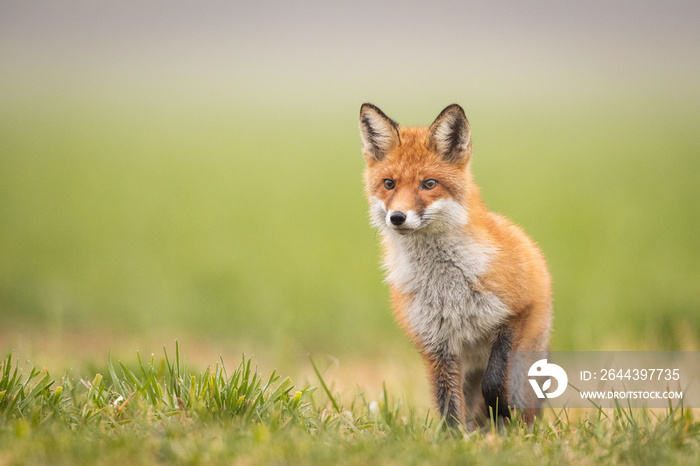 Mammals - European Red Fox (Vulpes vulpes)