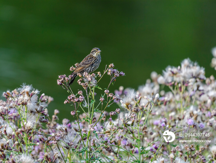 Female Red-winged Blackbird perched in the thistle