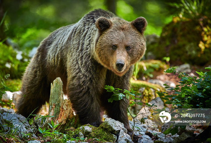 Wild brown bear (Ursus arctos) close up